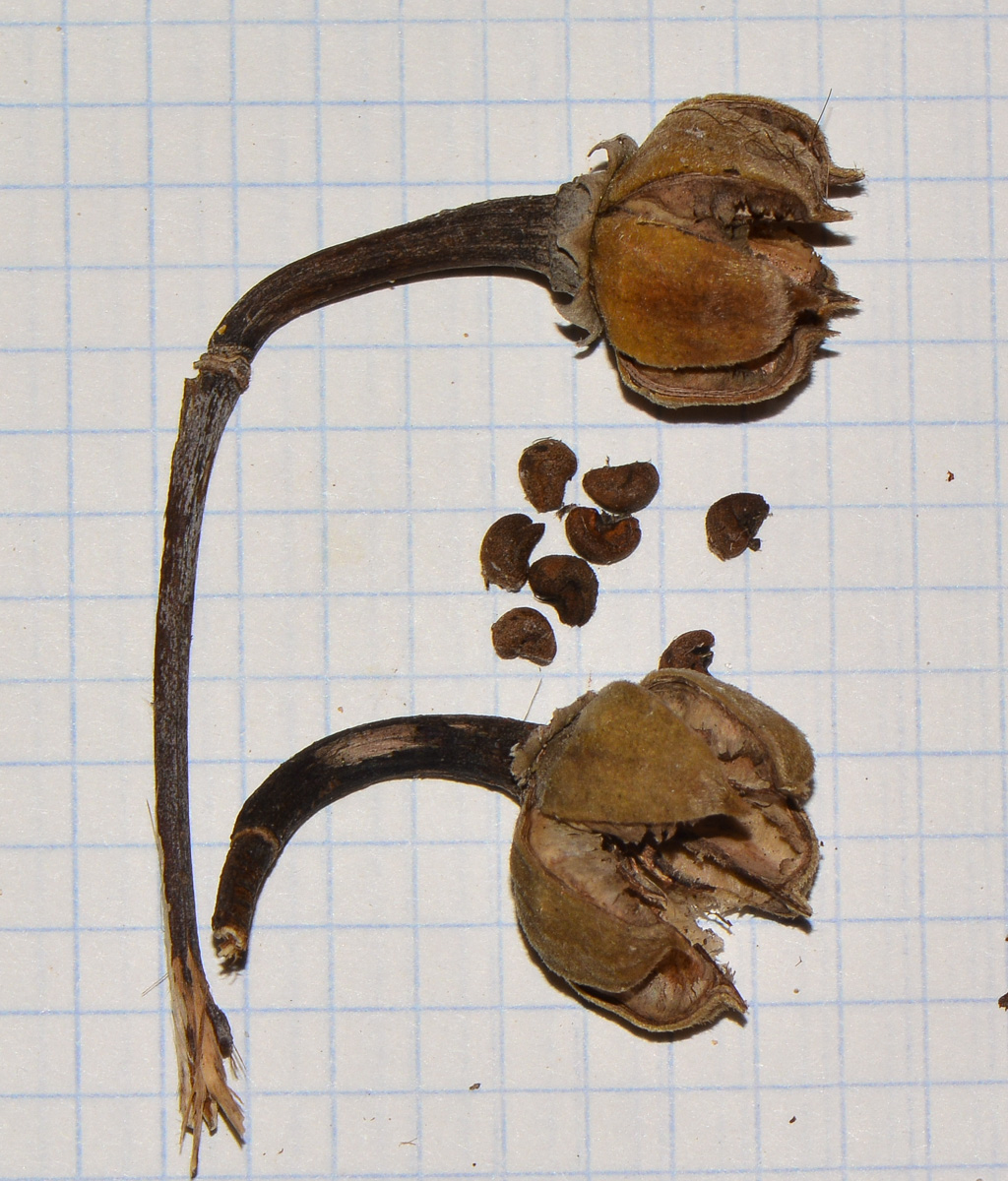 Image of Hibiscus tiliaceus specimen.