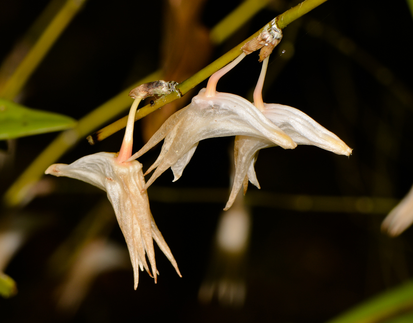 Image of Dendrobium crumenatum specimen.