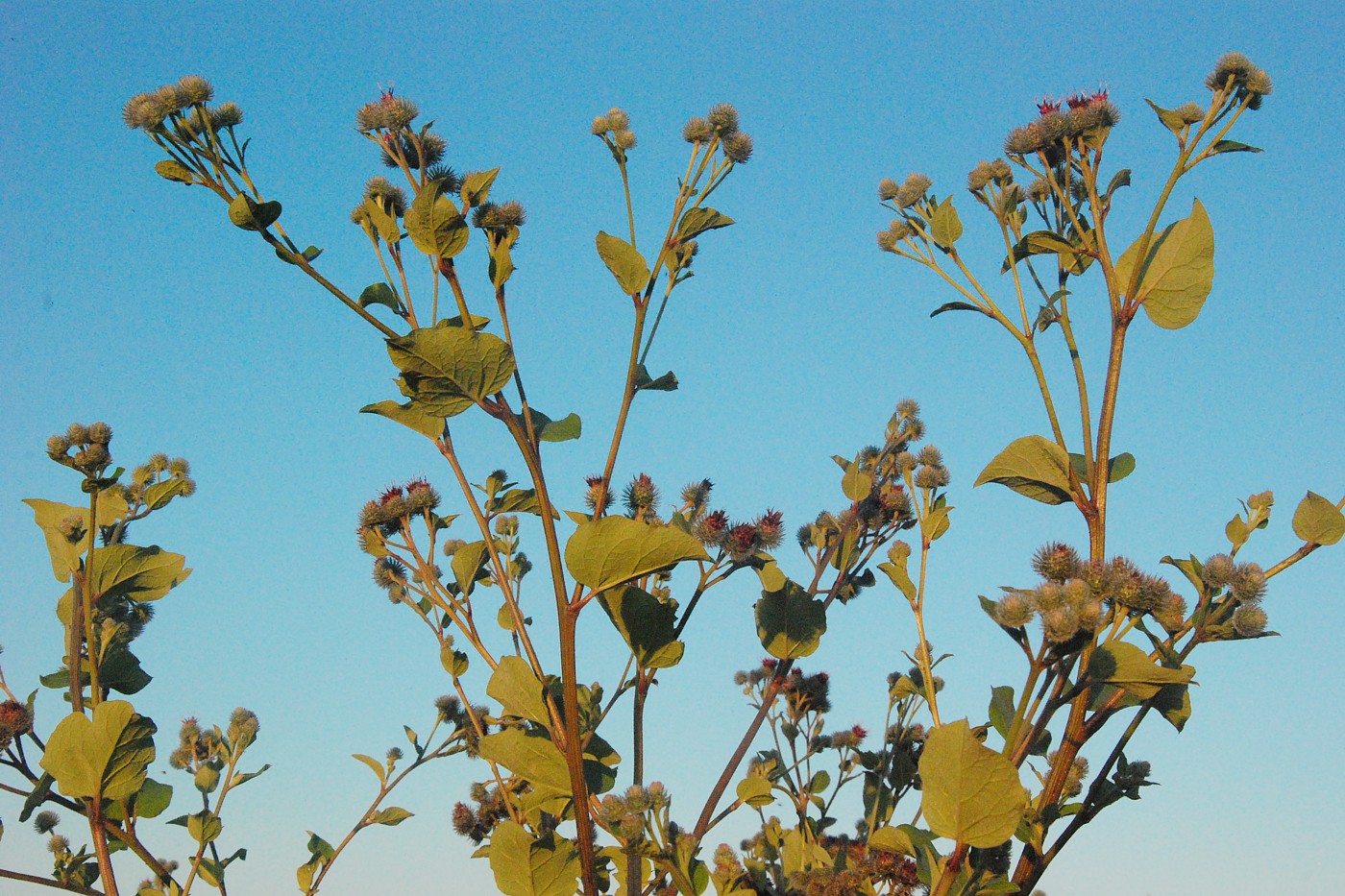 Image of Arctium tomentosum specimen.