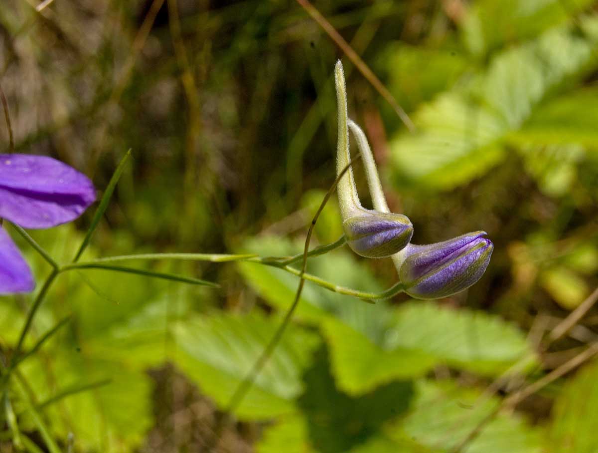 Image of Delphinium consolida specimen.