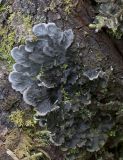 genus Peltigera. Слоевище. Архангельская обл., Соловки, о. Бол. Соловецкий, ельник зеленомошный, на упавшей ели. 26.06.2017.