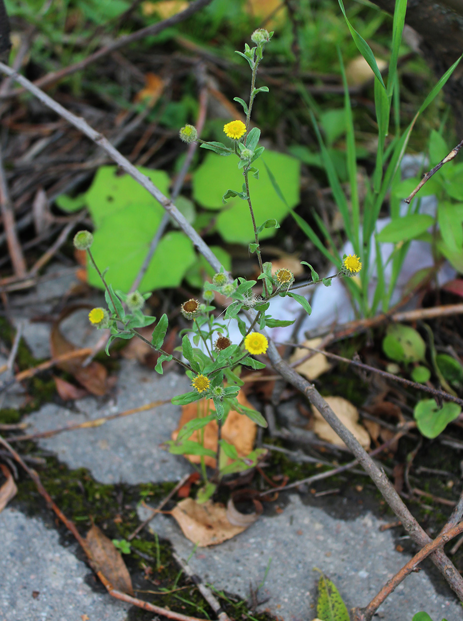 Image of Pulicaria vulgaris specimen.