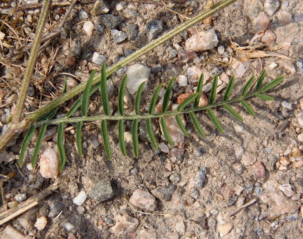 Image of Astragalus onobrychis specimen.