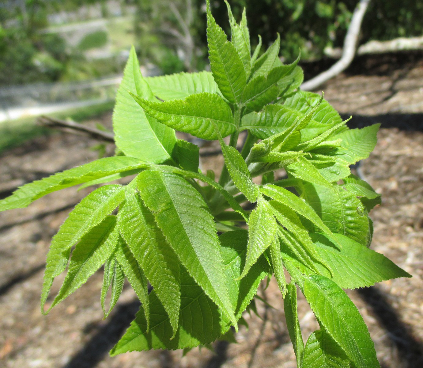 Image of Carya illinoinensis specimen.