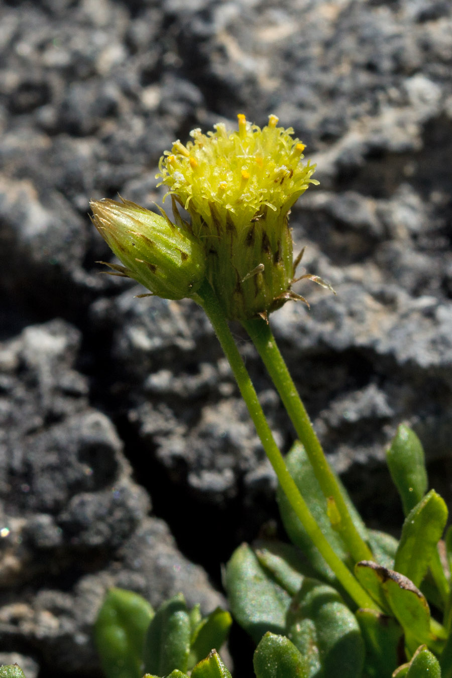 Image of Phagnalon pygmaeum specimen.