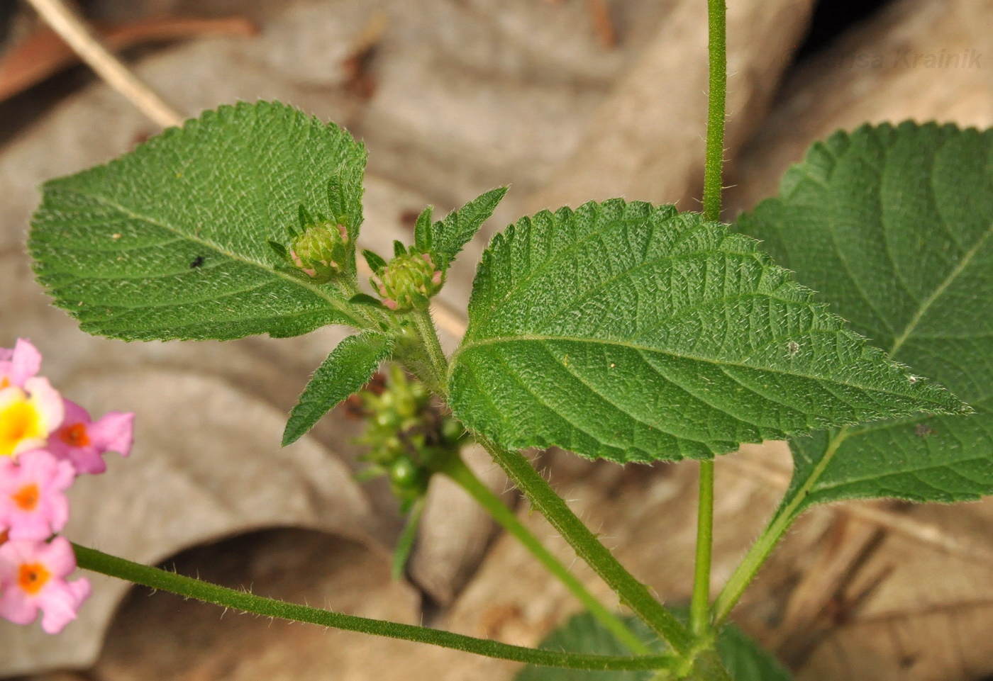 Изображение особи Lantana camara.