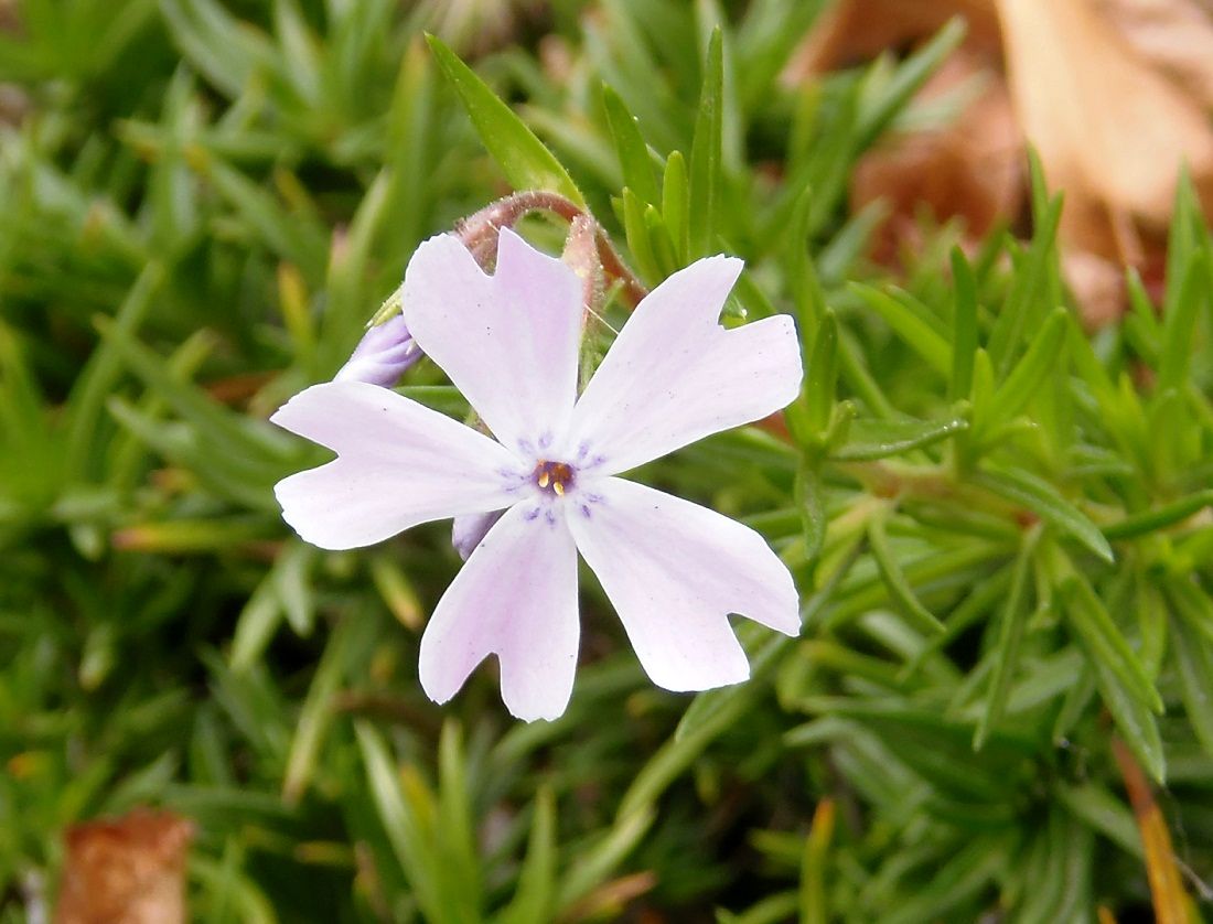 Image of Phlox subulata specimen.