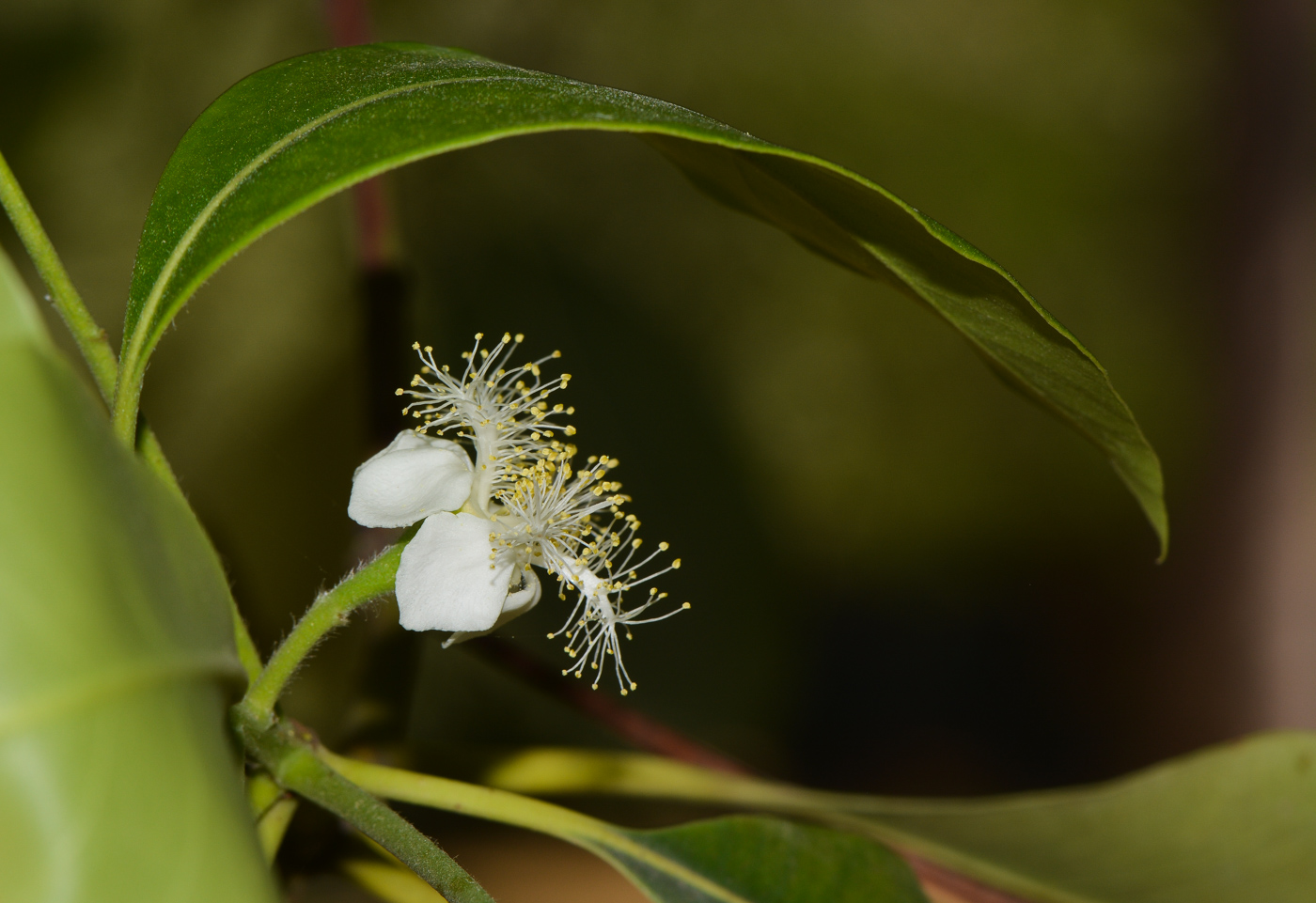 Image of Lophostemon confertus specimen.