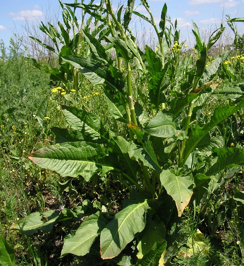 Image of genus Rumex specimen.