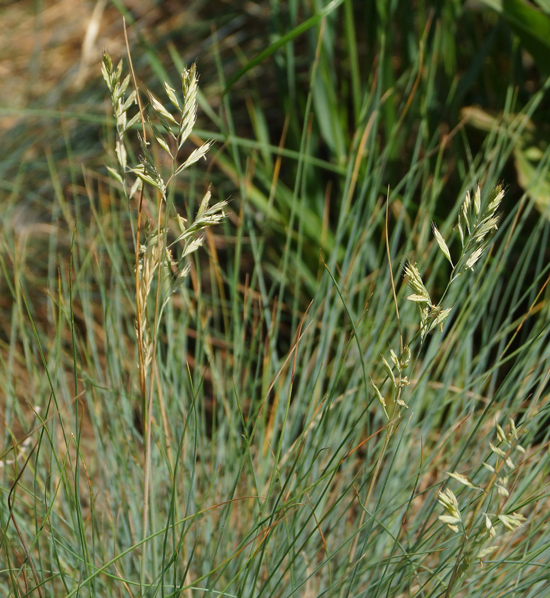 Изображение особи род Festuca.