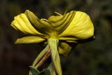 Oenothera drummondii