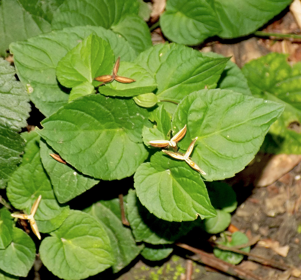 Image of Viola reichenbachiana specimen.
