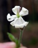 Silene nutans