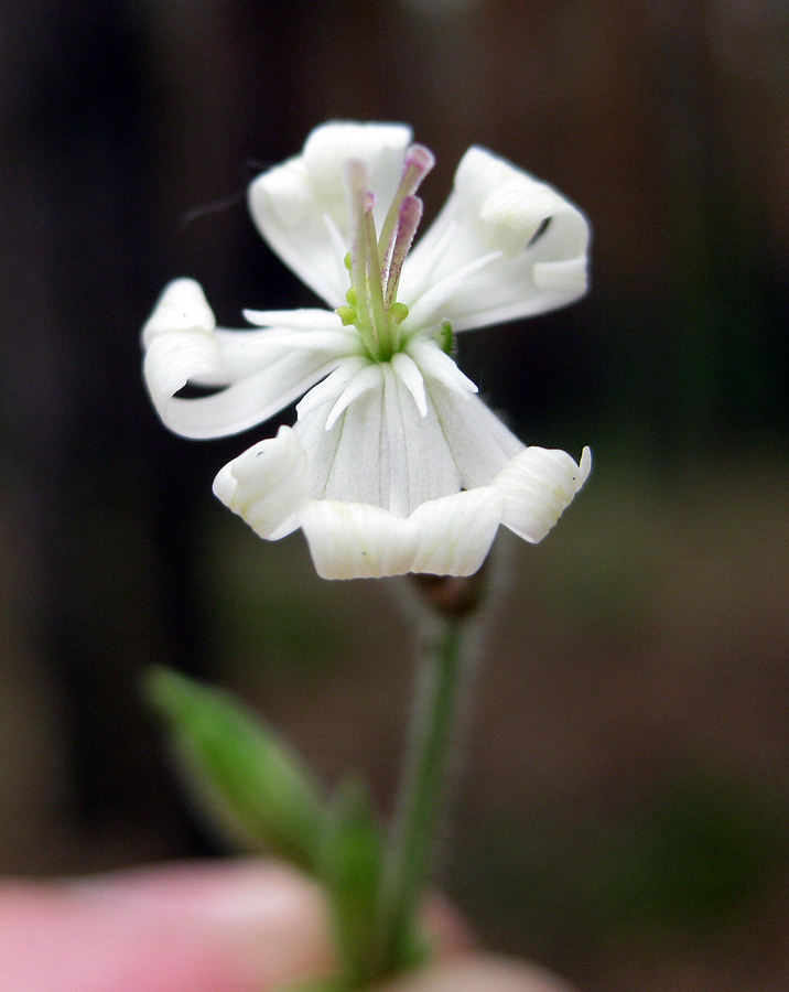 Image of Silene nutans specimen.