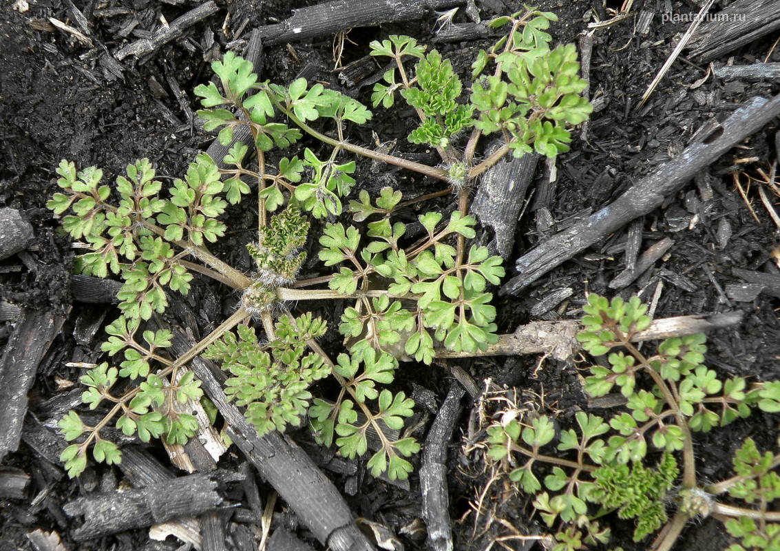 Image of Anthriscus caucalis specimen.