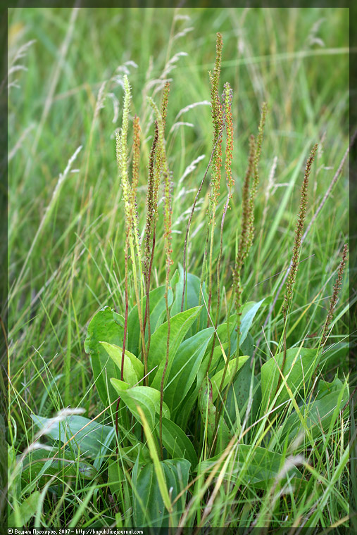 Изображение особи Plantago cornuti.