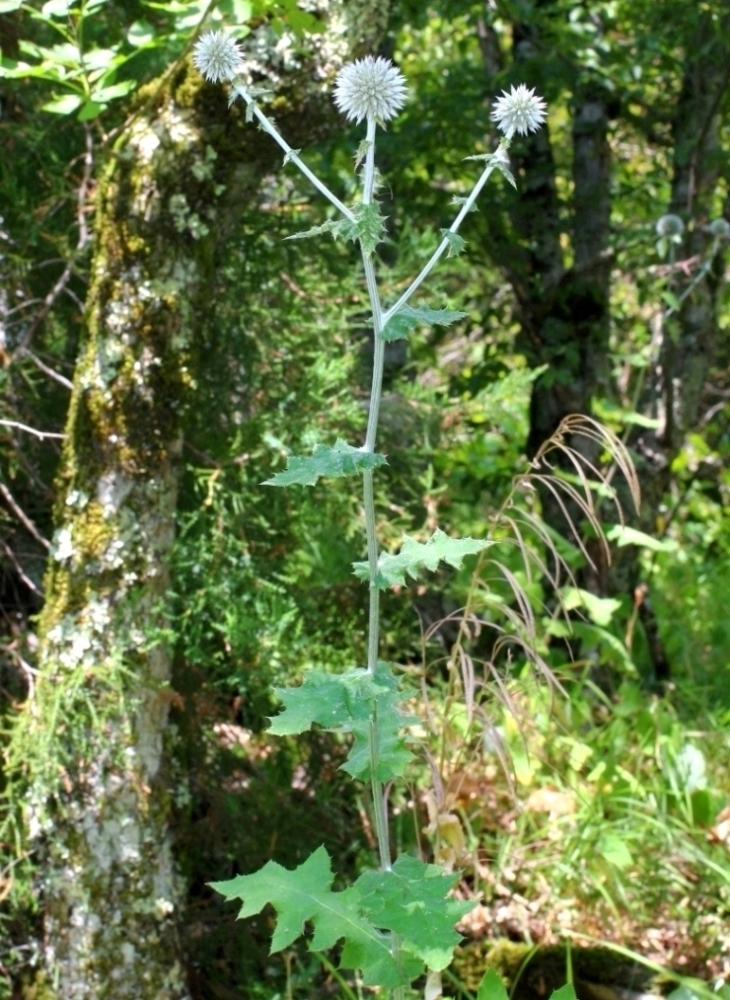 Image of Echinops galaticus specimen.