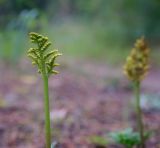 Botrychium multifidum. Спороносная часть вайи. Пермский край, Оханский р-н, Кунчурихинский бор, песчаная лесная дорога вдоль смешанного леса. 18.08.2018.