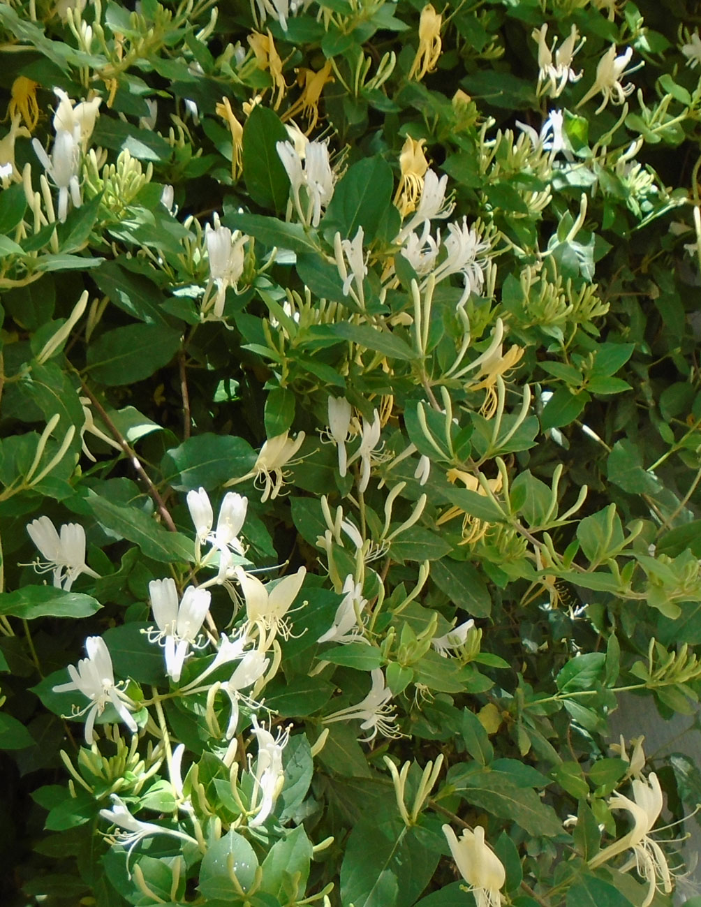 Image of Lonicera japonica specimen.