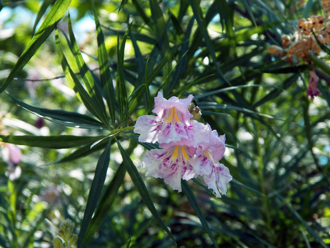 Изображение особи Chilopsis linearis.