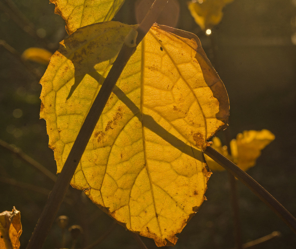 Image of Philadelphus coronarius specimen.