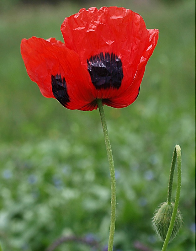 Image of Papaver commutatum specimen.