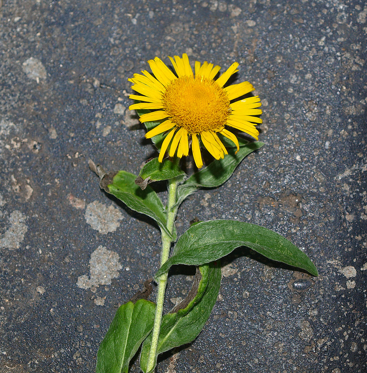 Image of Inula britannica specimen.