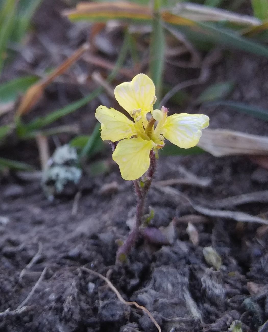 Image of familia Brassicaceae specimen.