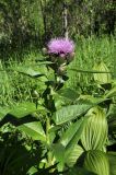 Cirsium helenioides. Верхушка цветущего растения. Алтайский край, Змеиногорский р-н, руч. Загорная Амелиха. 14 июня 2010 г.