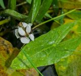 Sagittaria sagittifolia. Верхушка соцветия и лист. Пермский край, Кунгурский р-н, долина р. Шаква в р-не дер. Комарово, у воды. 28 августа 2019 г.