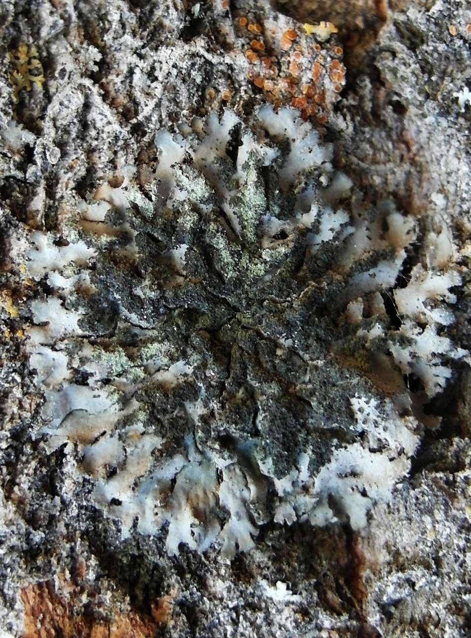 Изображение особи Phaeophyscia orbicularis.