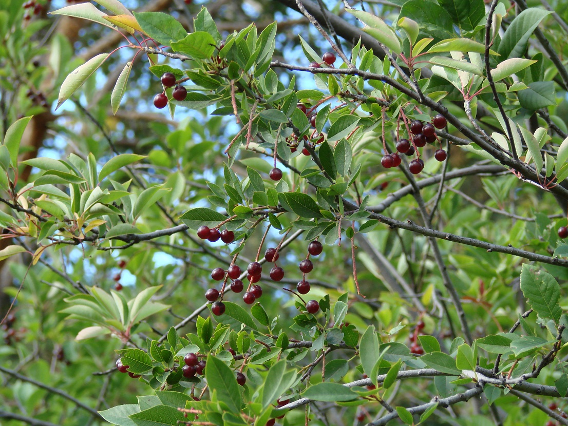 Image of Padus virginiana specimen.