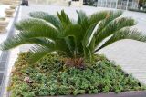 genus Cycas