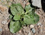 Plantago major. Вегетирующее растение. Кыргызстан, Иссыкульская обл., Григорьевское ущелье, около дороги. 31.05.2019.