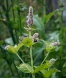 Mentha longifolia. Верхушка цветущего растения с сидящими мухой и жуком-листоедом. Пермский край, Краснокамский р-н, заброшенный садовый участок. 22.07.2019.