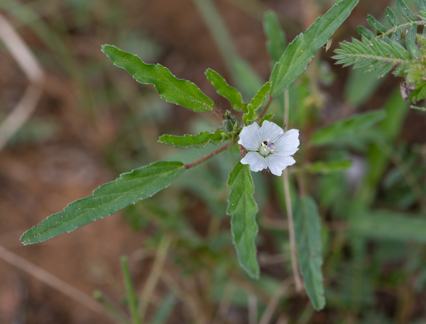 Image of Monsonia angustifolia specimen.