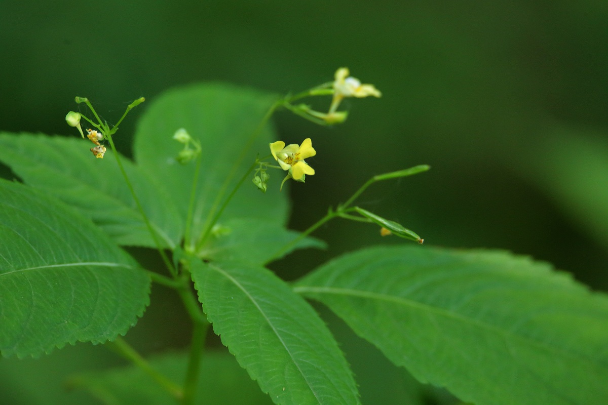 Image of Impatiens parviflora specimen.