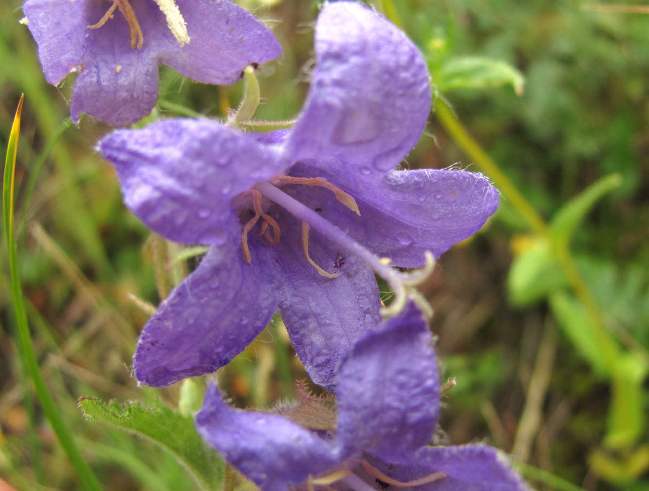 Image of Campanula sarmatica specimen.