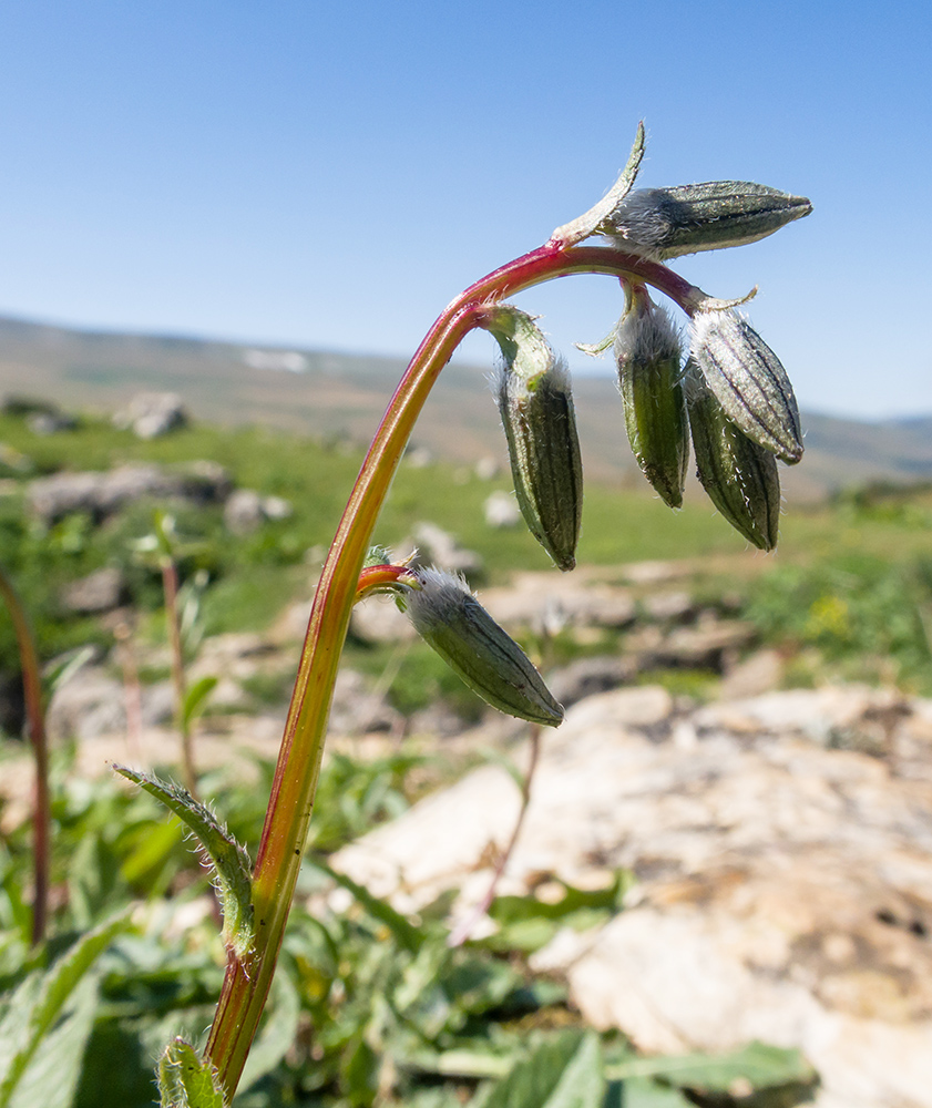 Изображение особи Campanula albovii.