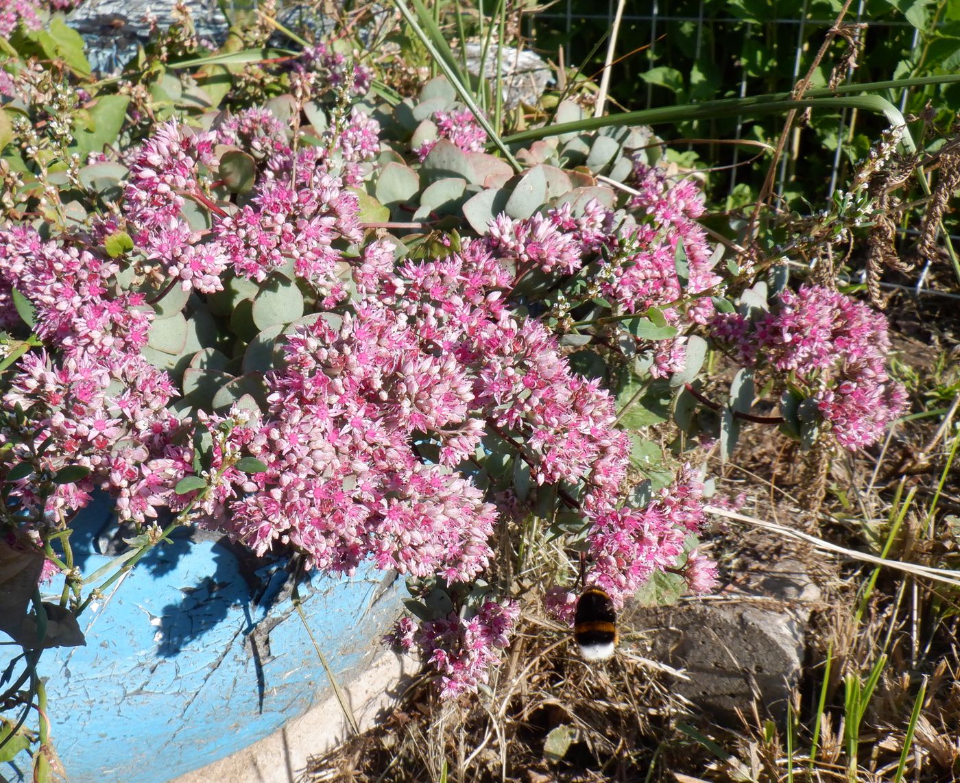 Изображение особи Hylotelephium ewersii.