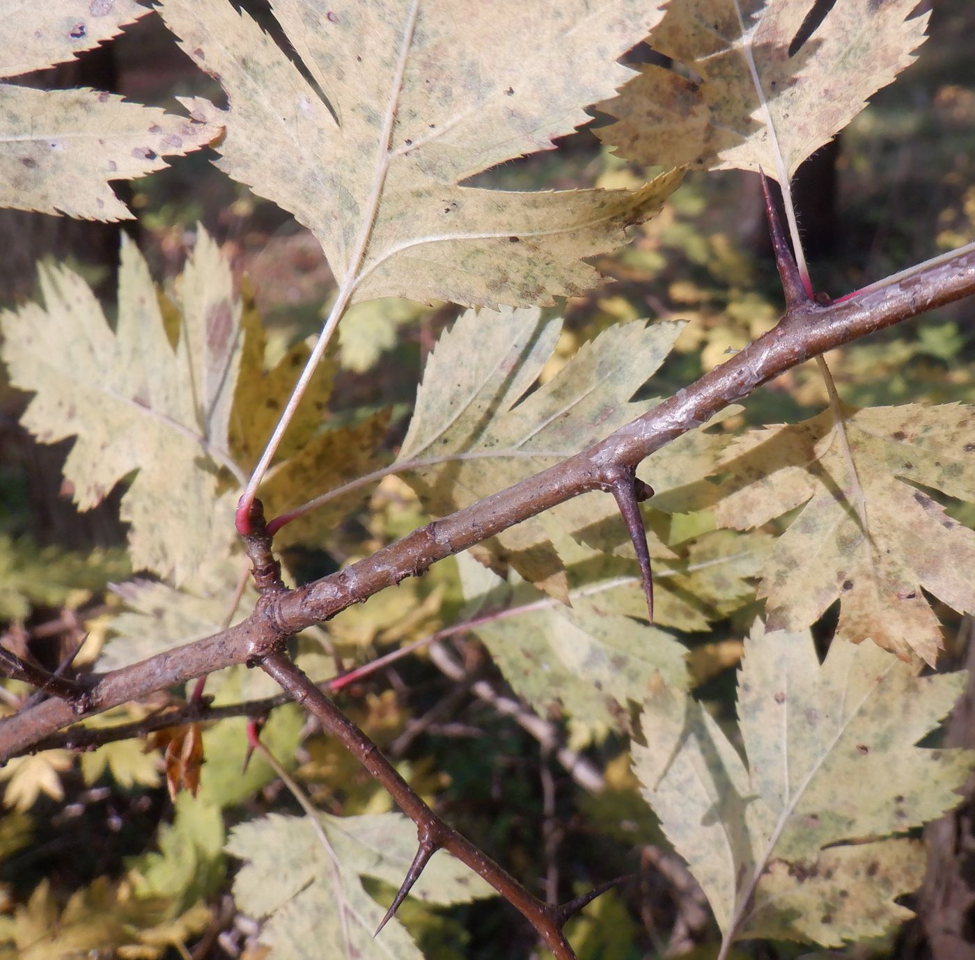 Image of genus Crataegus specimen.