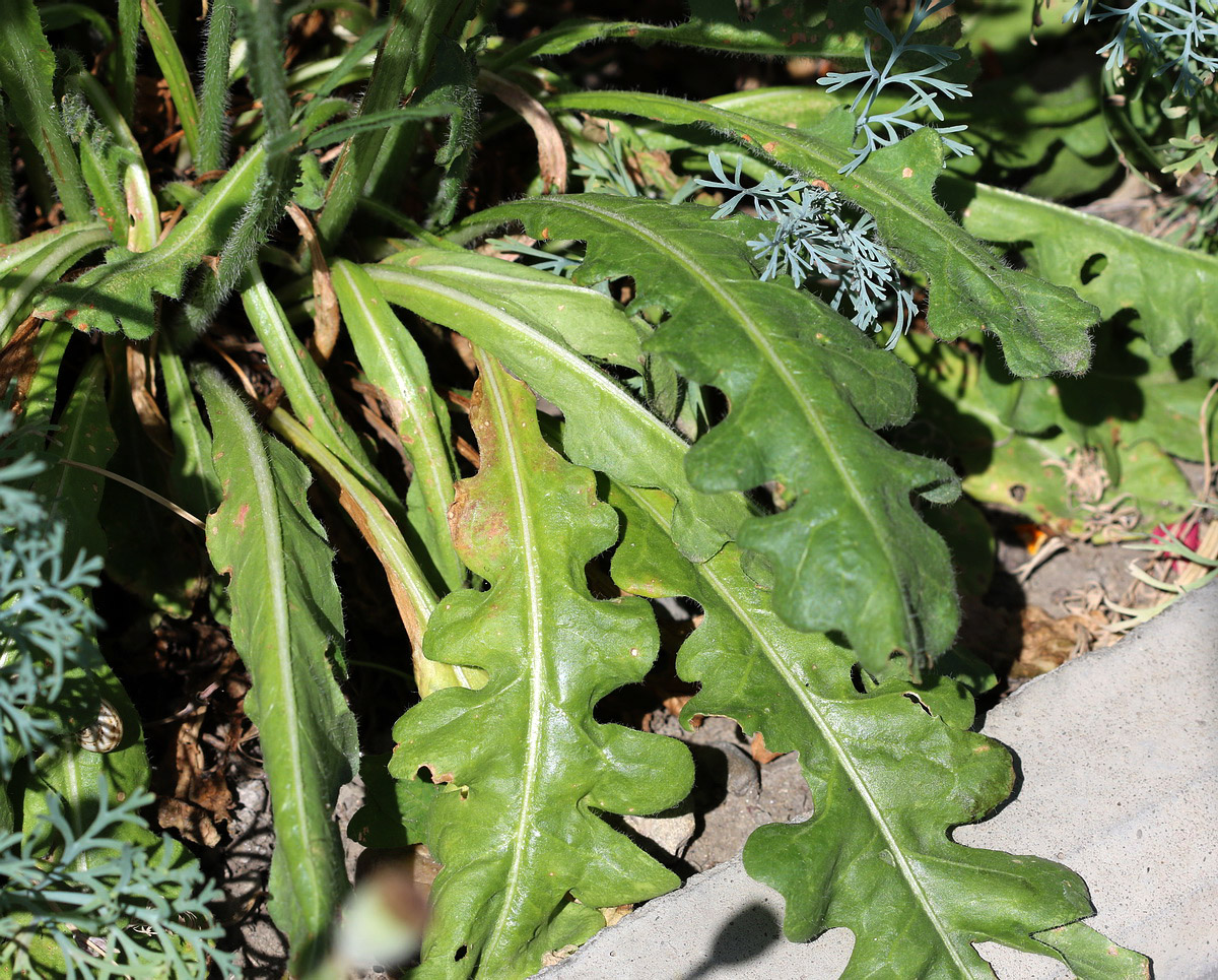 Image of Limonium sinuatum specimen.