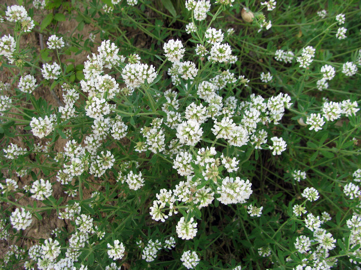 Image of Dorycnium herbaceum specimen.