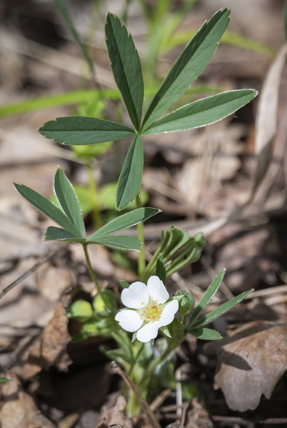 Изображение особи Potentilla alba.