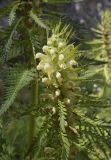 Pedicularis foliosa. Верхушка побега с соцветием. Испания, автономное сообщество Каталония, провинция Барселона, комарка Бергеда, муниципалитет Сальдес, подножие горы Педрафорка, окр. смотр. площадки \"Гресолет\", 1557 м н.у.м., каменистый склон северной экспозиции. 15.06.2021.