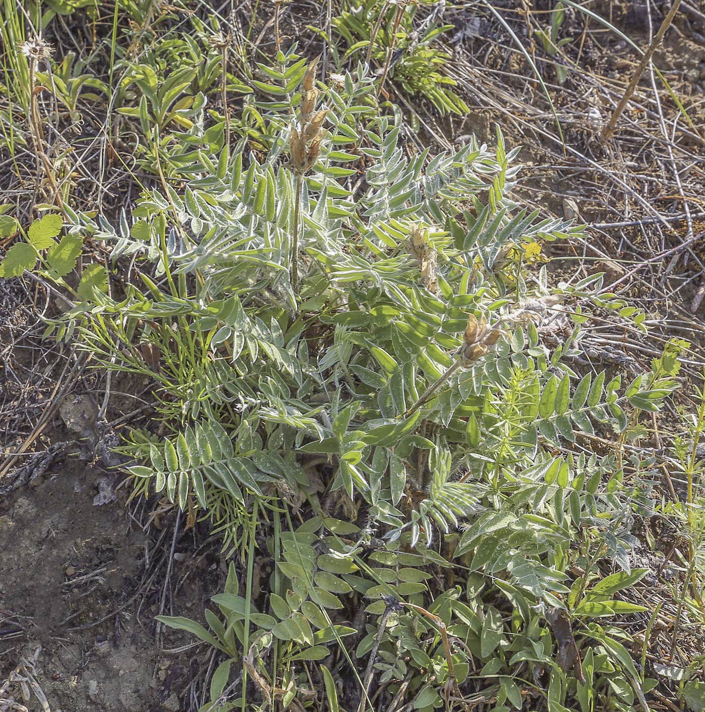 Изображение особи Oxytropis kungurensis.