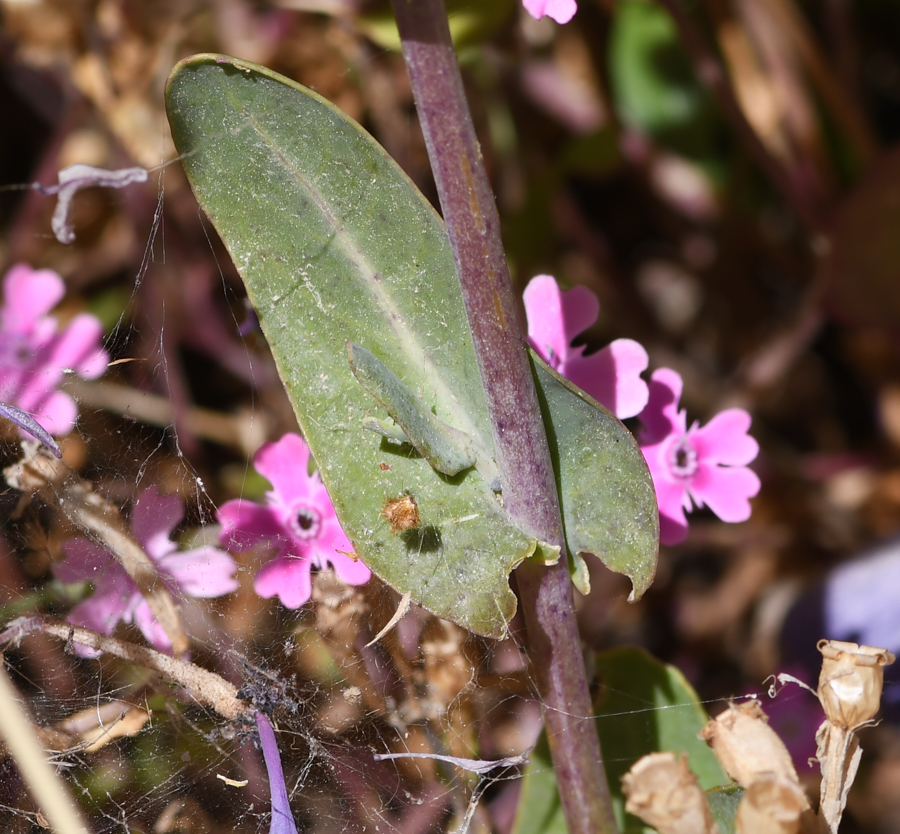 Image of Moricandia moricandioides specimen.