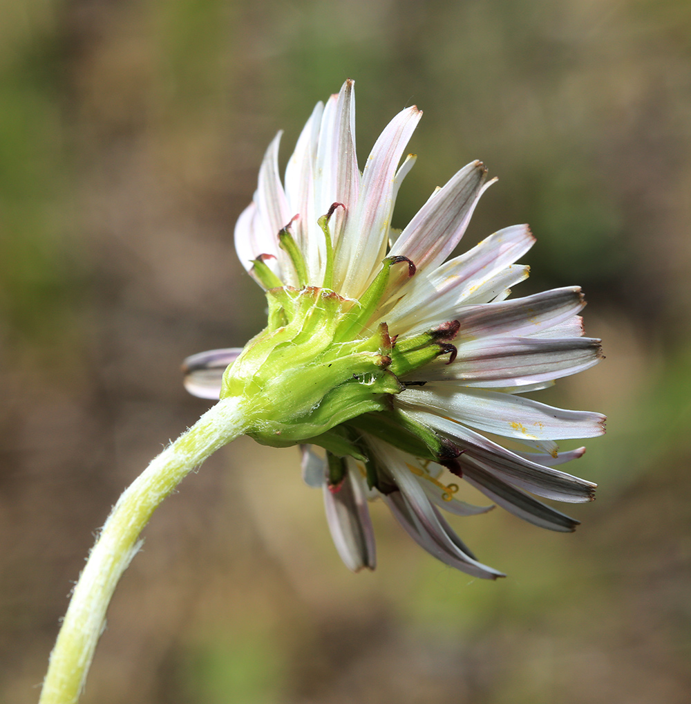 Image of Taraxacum coreanum specimen.