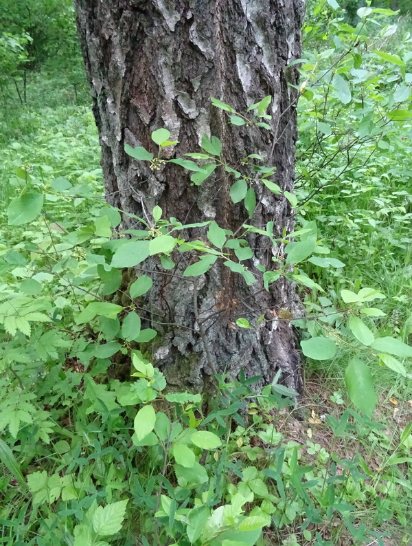 Image of Frangula alnus specimen.