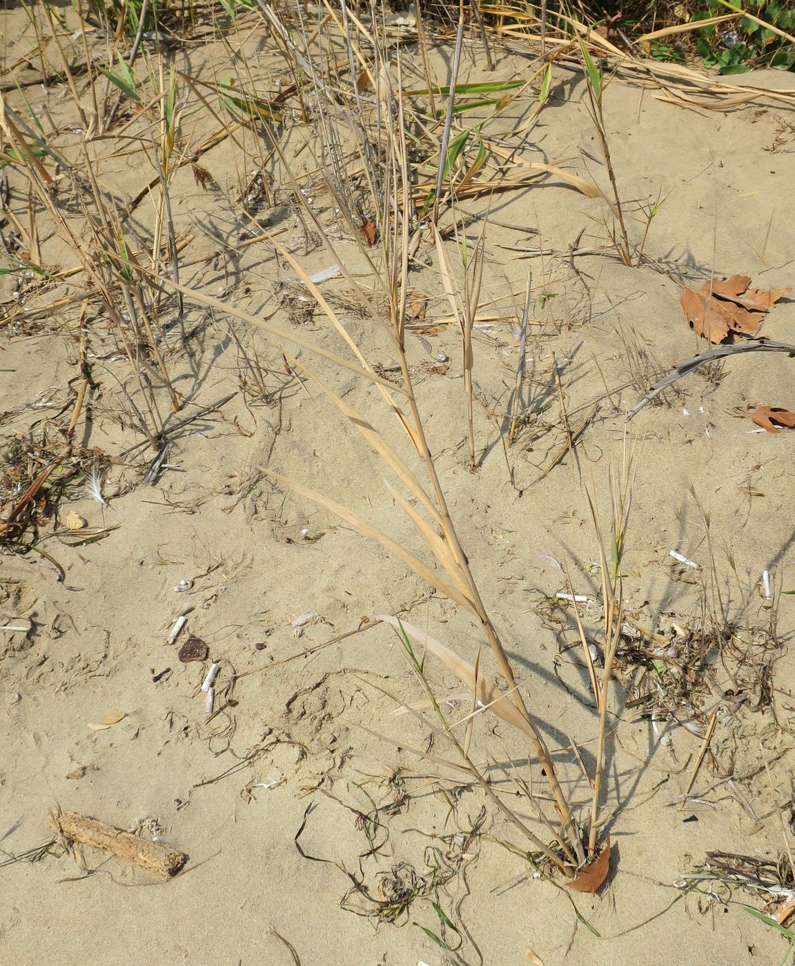 Image of genus Phragmites specimen.